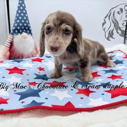 Big Mac - Dapple male Dachshund puppy in Prairieville, Louisiana from Southern Barron Danes & Dachshunds