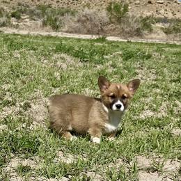Pembroke Welsh Corgi Puppies from Nielsen's Straight Arrow Corgis