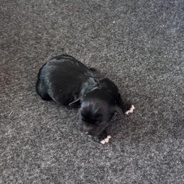 Love - Black and white female Cavapoo puppy in Mount Vernon, Texas from S and J Cavapoos