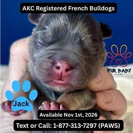Jack - Tricolors male French Bulldog puppy in Michigan from Fur Baby Farms