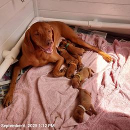Vizsla puppies from Sierra Vizslas