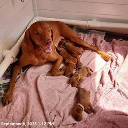Vizsla puppies from Sierra Vizslas