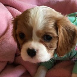 Cavalier King Charles Spaniels from Carol’s Cavaliers