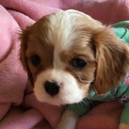 Cavalier King Charles Spaniels from Carol’s Cavaliers