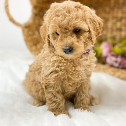 Goldendoodle Puppies from Mumzee Doodles