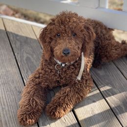 Duke - Poodle
