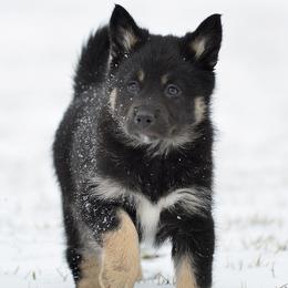 Yellow Girl - Suvi - Black and tan female Lapponian Herder puppy in Prattsburgh, New York from Maalattu Koirankoppi Lapponian Herders