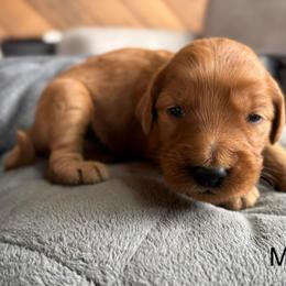 Boy 1 - Red  male Goldendoodle puppy in Mattawan, Michigan from Doodifuldoods