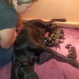 Labrador Retriever Puppies from Dinas Duck Dogs