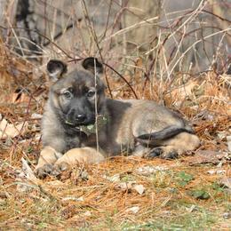 German Shepherd and Siberian Husky Puppies from Sstar