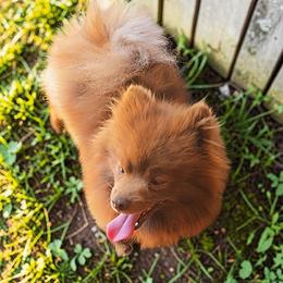Grizz - Chocolate male Pomeranian puppy in Albany, Oregon from Purrs N Poms