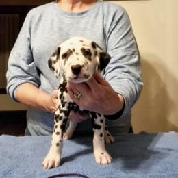 Purple collar- Nebula - female Dalmatian puppy in Hagerstown, Maryland from Stagecoach Dalmatians