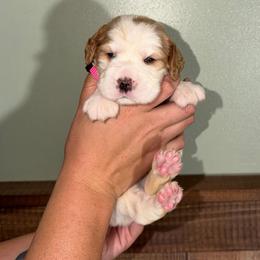Lady Liberty - Lemon and white female English Springer Spaniel puppy in Williston, Florida from Parks Paradise Springers
