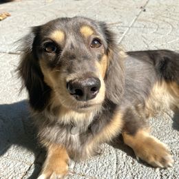 Milo - Dachshund