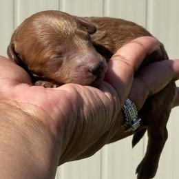 Elfie - Red  male Poodle puppy in Deltona, Florida from Poodles by CNC
