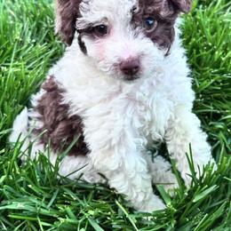 Norma - Brown and white female Aussiedoodle puppy in Post Falls, Idaho from North Idaho Miniature Aussiedoodles