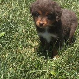 Girl 1 - Red tri female Miniature Australian Shepherd puppy in Amarillo, Texas from Duclops Ranch Aussies
