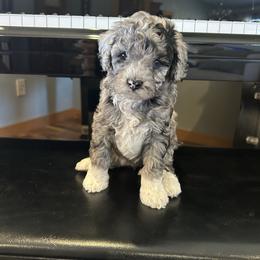 Boots - female Golden Mountain Doodle puppy in Powell, Wyoming from Doodles of Joy