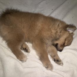 Pomeranian Puppies from Nicholas Teutsch
