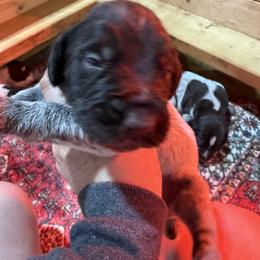Boy 3 - Liver male German Wirehaired Pointer puppy in Mora, Minnesota from Reinberg Kennel