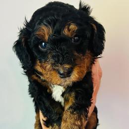 Bandit - Black male Goldendoodle puppy in Auburn, Indiana from Martin’s Doodles