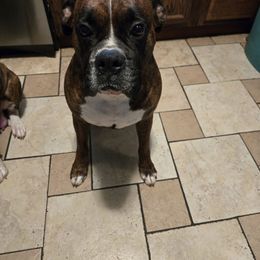 Rebel - Boxer