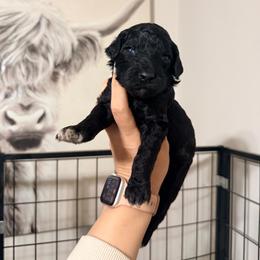 Sarabi - Green Band Girl - Black female Poodle puppy in Plainfield, New Jersey from Caris Paws Poodles and Labradoodles