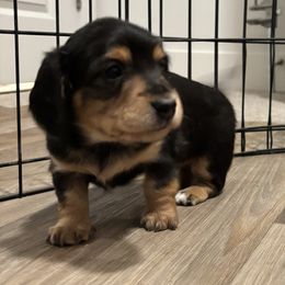 Honey - Black and tan female Dachshund puppy in Meridian, Idaho from Schön Duchshund