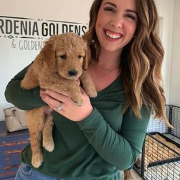 Goldendoodle Puppies from Gardenia Goldens and Goldendoodles