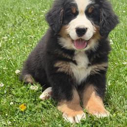 Brown male - Black rust and white male Bernese Mountain Dog puppy in Winigan, Missouri from Home Sweet Bernese