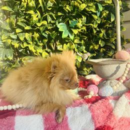 Biscuit - Orange male Pomeranian puppy in Buck Valley, Pennsylvania from Buck Valley Pomeranians