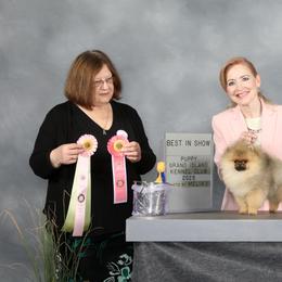 Pomeranian Puppies from Storm Pomeranians