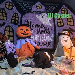 Lil Casper - Tri-color male Cavalier King Charles Spaniel puppy in Broken Arrow, Oklahoma from Cavalier King Charles Heartland