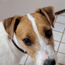 Russell Terriers from The Painted Farm