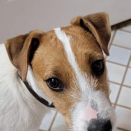 Russell Terriers from The Painted Farm