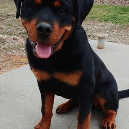 Miniature Schnauzer and Rottweiler Puppies from Mystique Kennel
