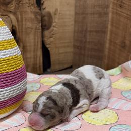 Girl 2 - Red merle female Aussiedoodle puppy in Lavonia, Georgia from H & A Kennels