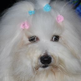 Cotons de Tulear from White Galaxy's Cotons