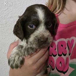 Kai - Tri-Roan male English Springer Spaniel puppy in Florida from Thunderbird Springers