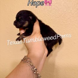 Hope - Black and tan female Pomeranian puppy in Eagle Pass, Texas from Texas Tumbleweed Poms