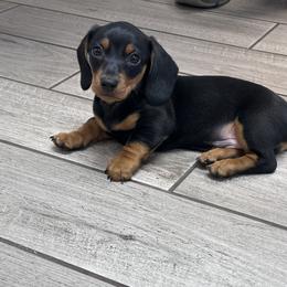 Wallie - Black and tan male Dachshund puppy in Paso Robles, California from Nicole's Dachshunds