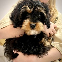 Cavapoo Puppies from PuppybuddyUSA