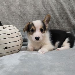 Brown Collar Male - Black and tan male Pembroke Welsh Corgi puppy in Tenino, Washington from LoneStar Corgis NW