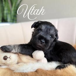 Utah AKC - Salt and pepper male Miniature Schnauzer puppy in Victorville, California from West Coast Royal Miniature Schnauzer