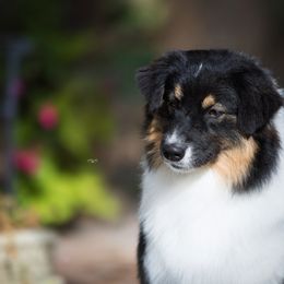 Australian Shepherd Puppies from Highline