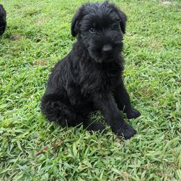 Giant Schnauzer Puppies from Riesenschnauzers von Reh Bach