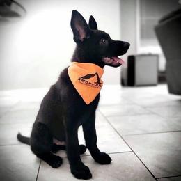 German Shepherd Puppies from Smoky Hill Shepherds