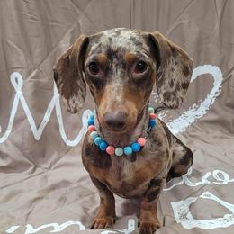 Bella - Dachshund