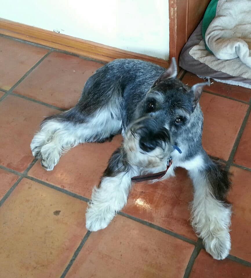 Justa hot sale standard schnauzers