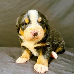 Bell - Black rust and white female Bernese Mountain Dog puppy in Alabama from Dogwood Creek Bernese
